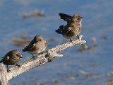 3 swaeltjies in 'n ry : frieda